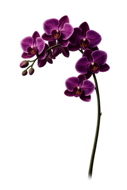 orchidee